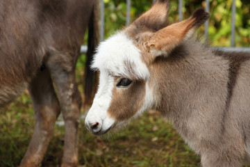 young donkey young ass