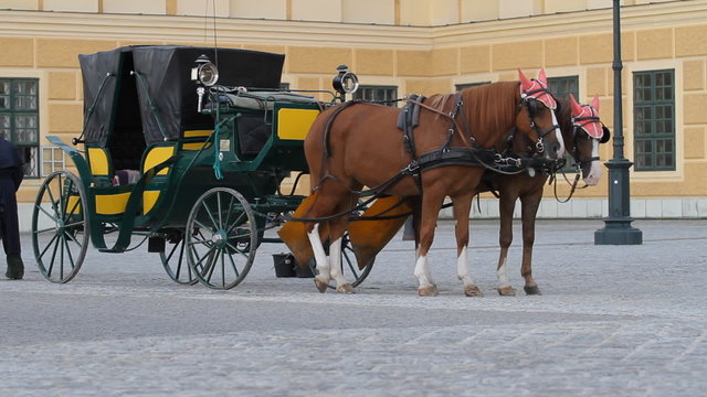 Carriage with horses for hire in Vienna