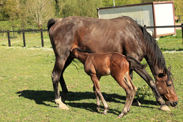 Obraz premium young foal with his mother in a field in spring