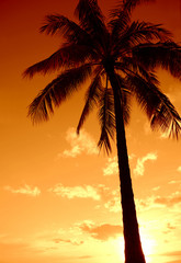 Fototapeta na wymiar Palm Tree Ustaw przed Hawaiian Sunset