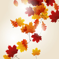Naklejka na ściany i meble Vector Illustration of Autumn Leaves