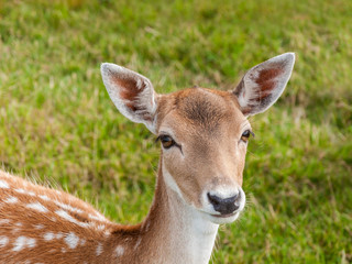 Portrait of a young fallow deer with beautiful eyes.