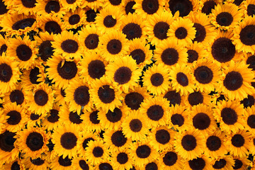 Sunflower petals background