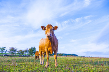 Portrait of nice brown cow in a field