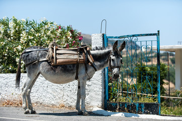 Esel © Ramses