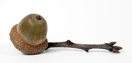 Brown acorn with a twig