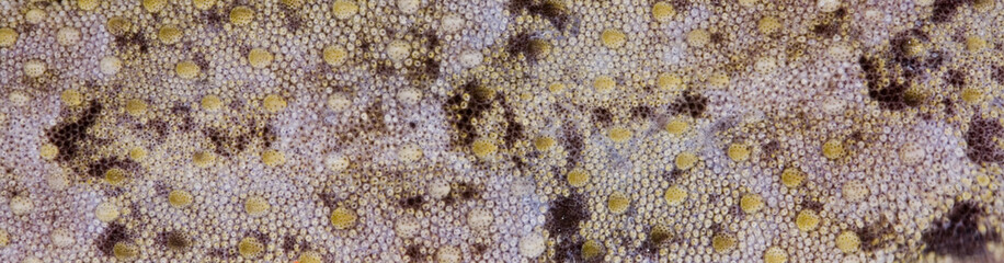 Gecko skin (Texture)