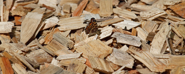 Schredder-Holz mit Schmetterling