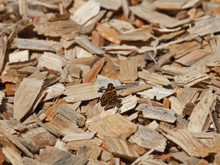Schredder-Holz mit Schmetterling