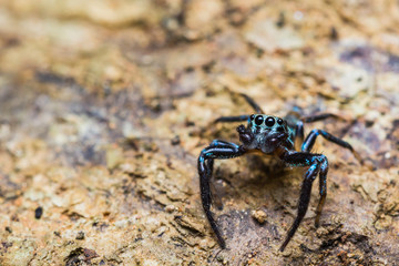 Jumping Spider on tree