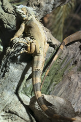 Iguana