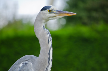 Heron head