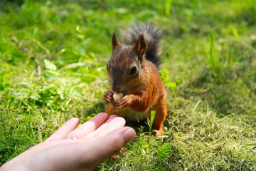 squirrel eats from the hand