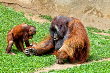 Orangutan of Borneo, Pongo Pygmaeus © David Acosta Allely