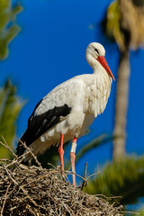 white stork
