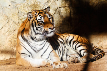 Bengal tiger