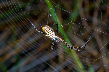 Spider, Argiope bruennichi