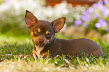 Young chihuahua with a beautiful bokeh of colorful flowers