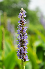 Beautiful violet flower