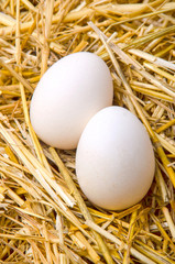 two white chicken eggs lie in the straw