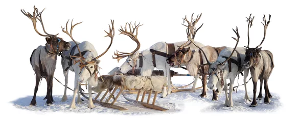 Fotobehang Reindeers in harness © Vladimir Melnikov