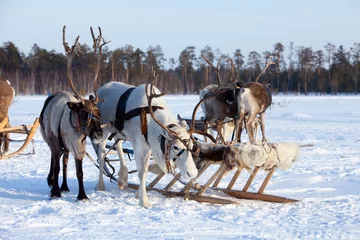 Washable wall murals Scandinavia Reindeers in harness