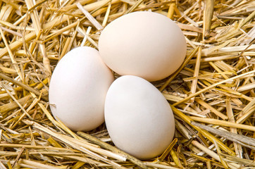 three white eggs lie in the straw
