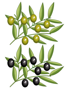 Black and green olives branches. Icons set.