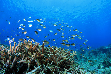Naklejka na ściany i meble Z Damselfish rafy koralowej