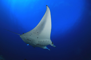 Mantarochen