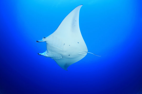 Mantarochen