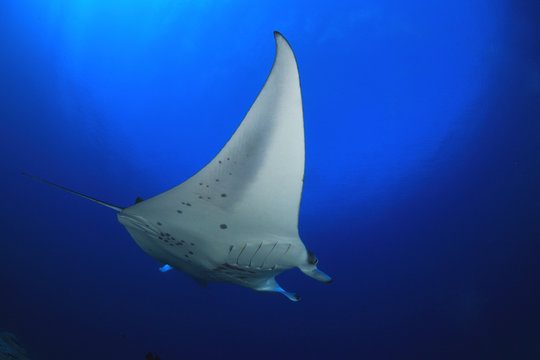 Mantarochen