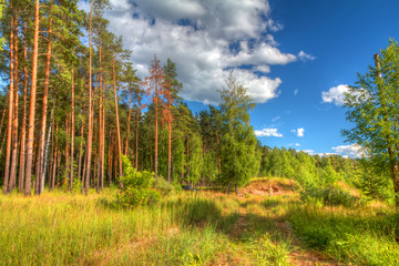 сосновый лес в солнечный день © pavel068