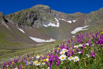 Obraz premium mountain slope in a flowers