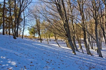 winter forest