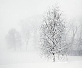 Fototapeta na wymiar Brzoza w miękkiej porannej mgle