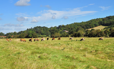 Grazing Cattle in an English Meadow