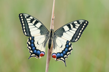 Obraz na płótnie Canvas Papilio machaon