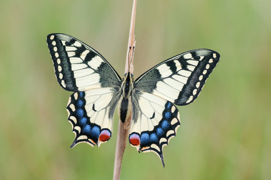 Papilio Bilder Durchsuchen 20,110 Archivfotos, und
