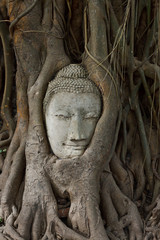 Head of sandstone buddha in the bodhi tree roots