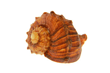 Seashell