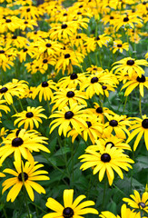 Field of yellow floers