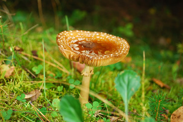 amanita