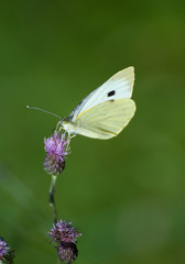 Pieris brassicae