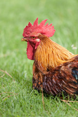 Cock in the Garden