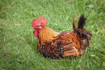 Cock in the Garden