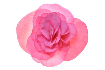 Pink flower begonia isolated on white background  - obrazy, fototapety, plakaty