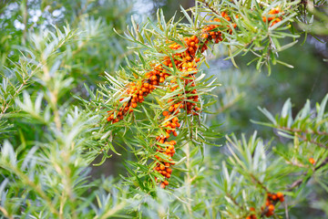 branch of sea buckthorn berries