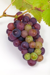 Trauben