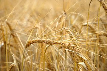 Rye